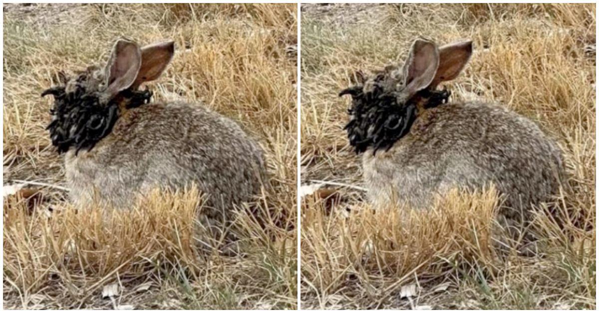 Rabbits in Colorado Appear To Have Tentacles on Their Faces