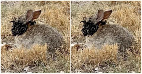Rabbits in Colorado Appear To Have Tentacles on Their Faces
