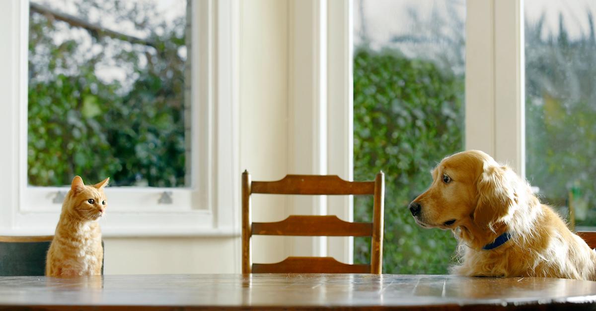 Why would a outlet dog eat cat poop