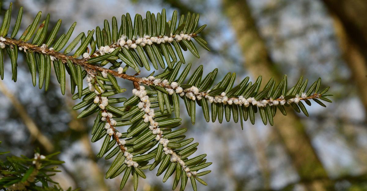 Hemlock Woolly Adelgid Infestation