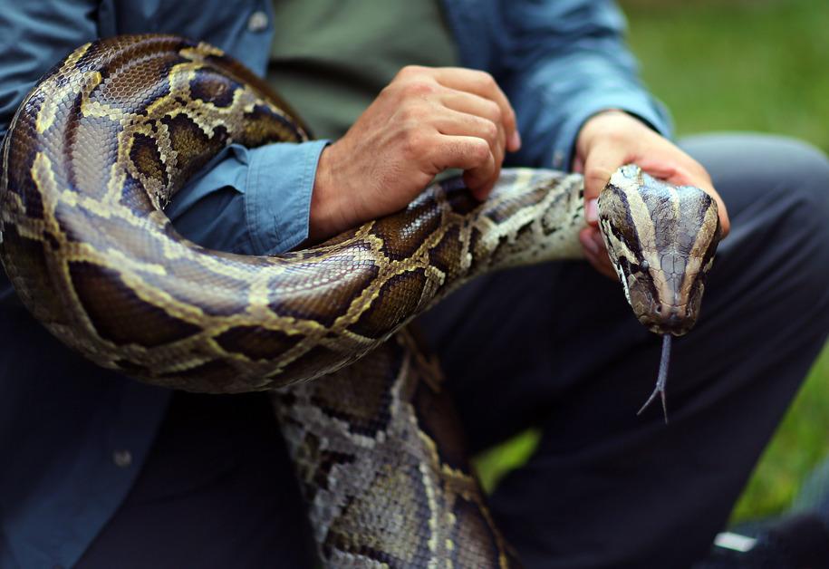 Burmese Python Are An Invasive Species In Florida