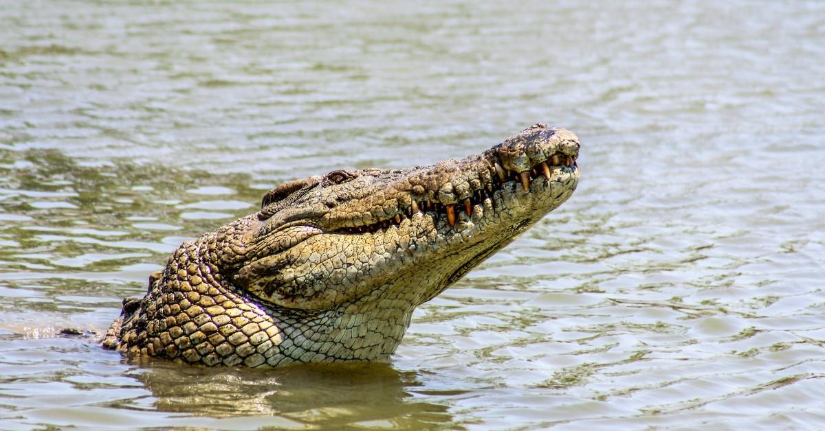 A crocodile breaches the water in Austrlia 