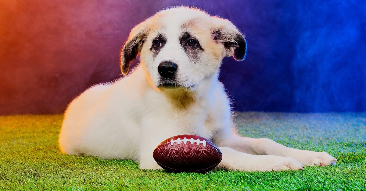 A white and tan dog named Beethoven lays on the turf with a football