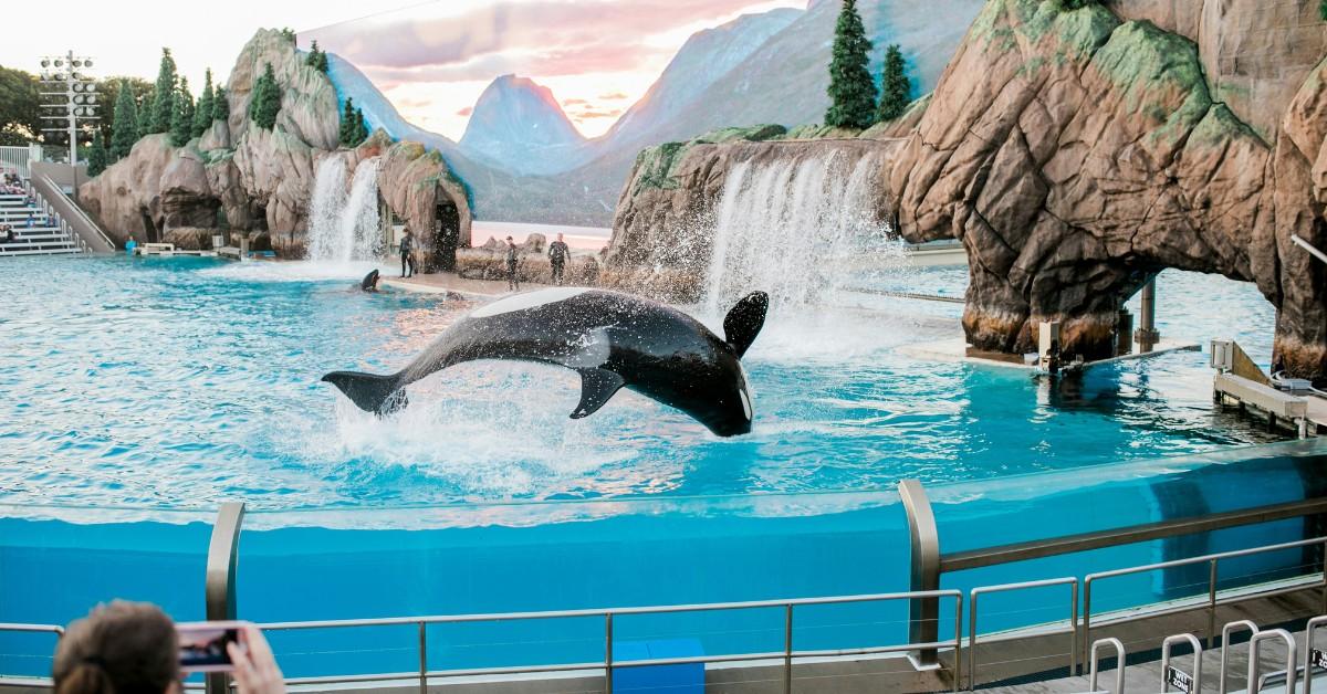 A killer whale jumps out of the water at SeaWorld