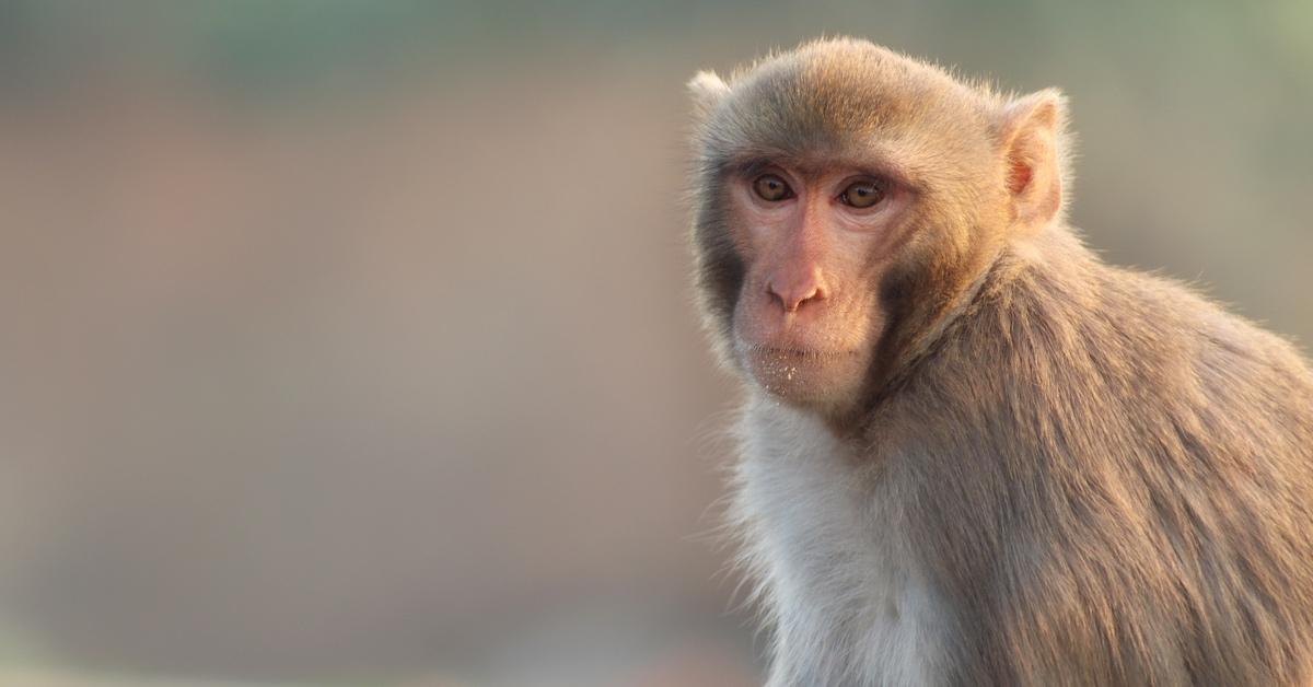 Wild rhesus monkey looking at the camera. 