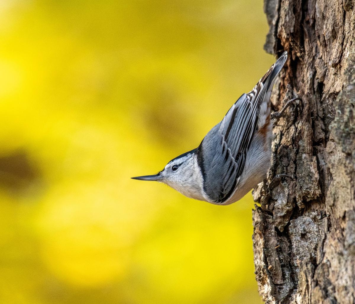 white-breasted nuthatch on a trunk with yellow background