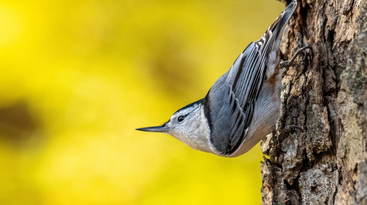 Your Guide to Fascinating Animals That Hang Upside Down