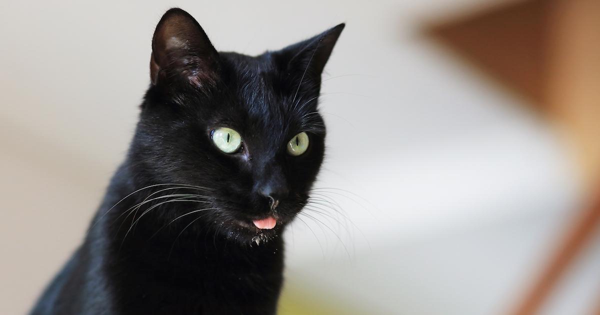 Why Does My Cat Drool When I Pet Him?