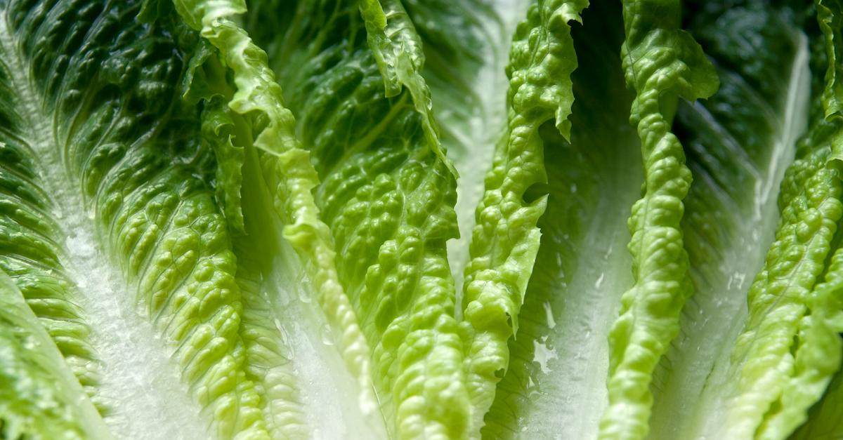 romaine ecoli