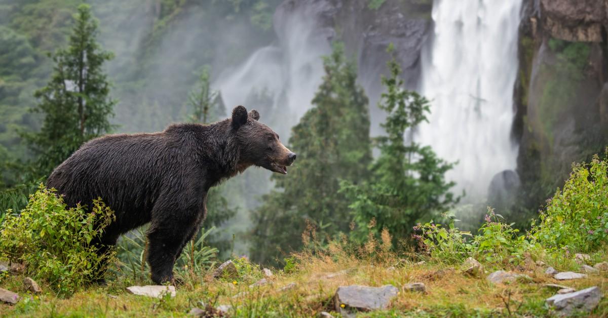 A brown bear stands in front of a waterfall 