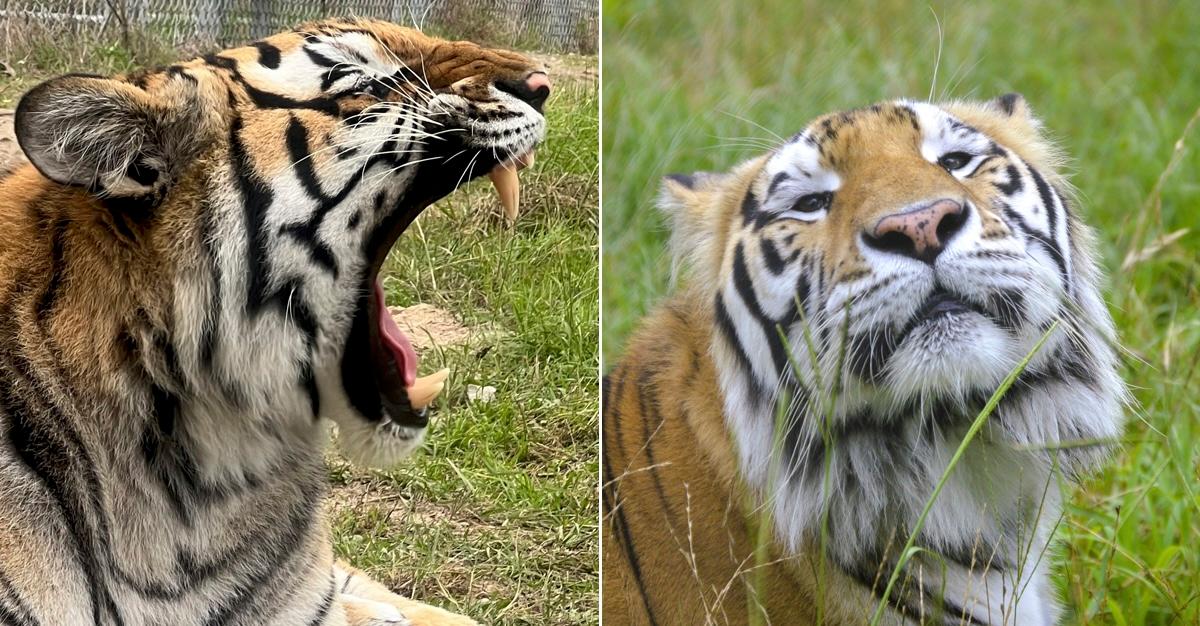 Closeups of two tigers at sanctuary