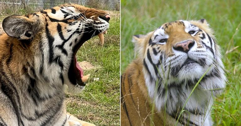 Tigers at Animal Sanctuary Celebrate Anniversaries of Freedom