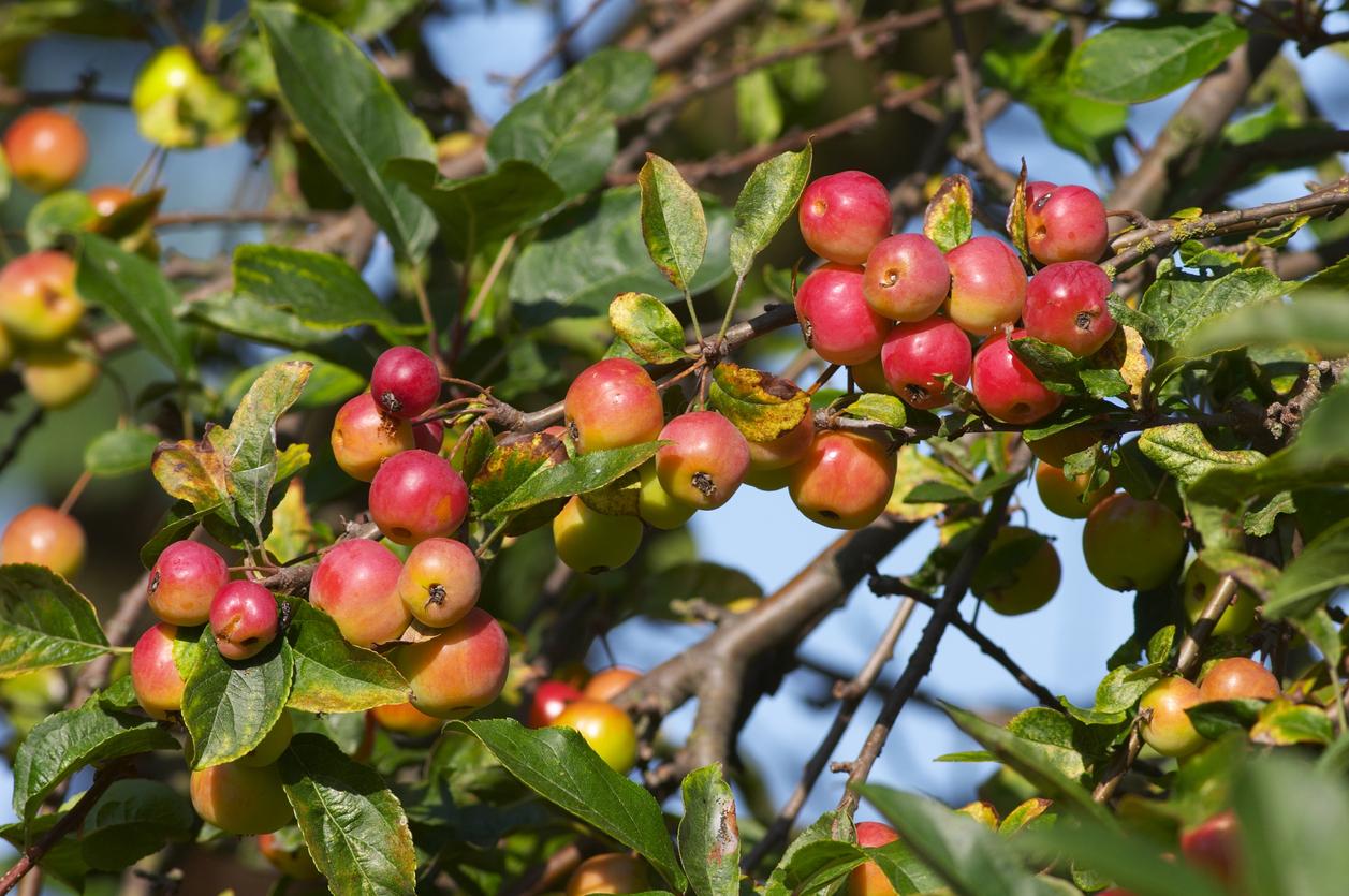 Crab apples are pictured growing on a tree in an orchard.