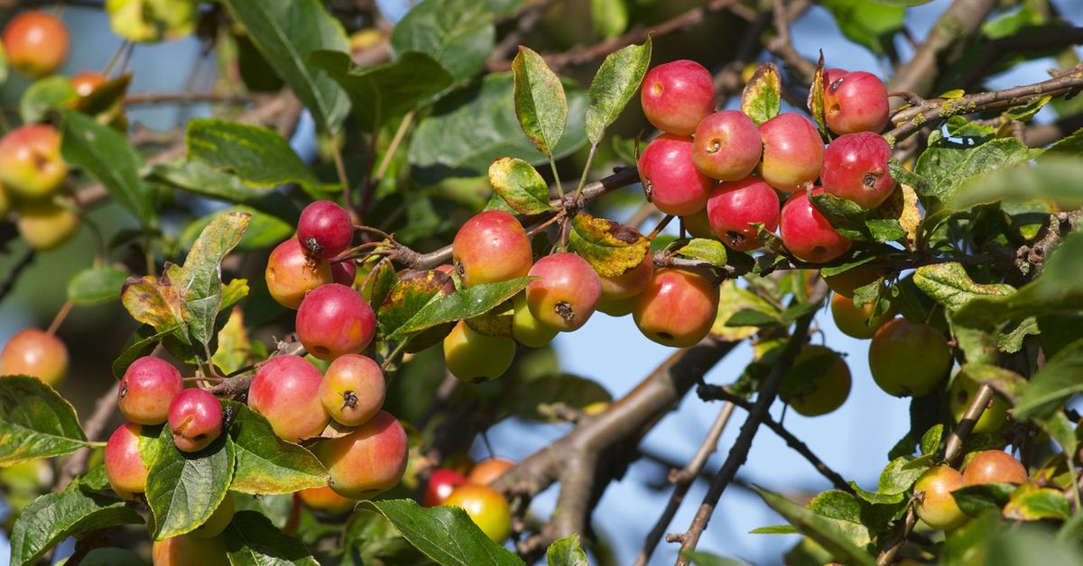 Can You Eat Raw Crab Apples? What the Miniature Fruit Tastes Like