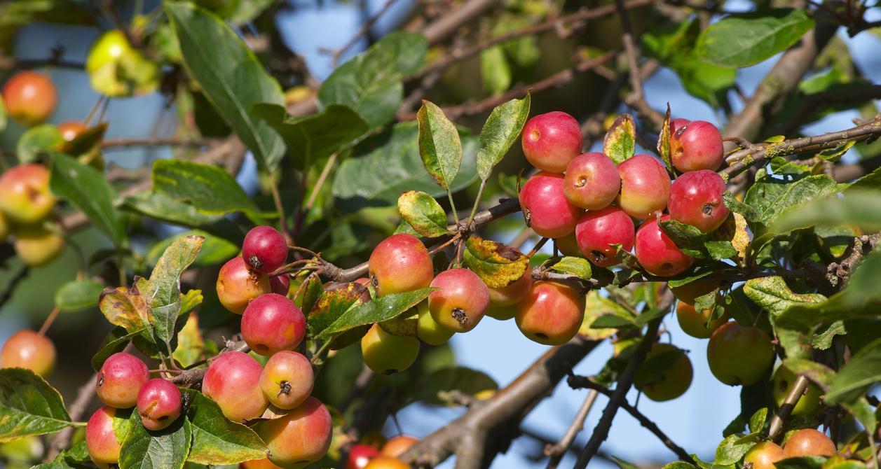 Can You Eat Raw Crab Apples? What the Miniature Fruit Tastes Like