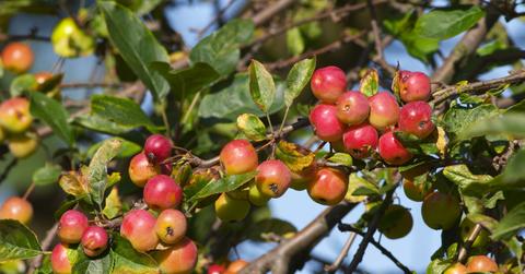 Crab apples are pictured growing on a tree in an orchard.