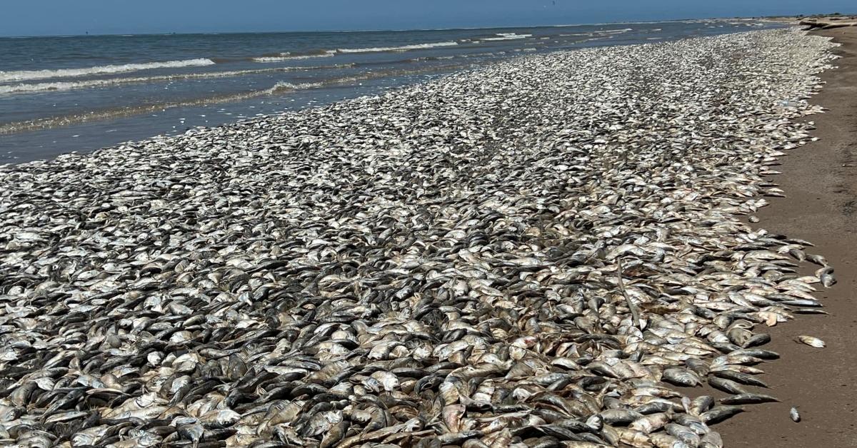 Thousands of dead fish on Texas beaches.