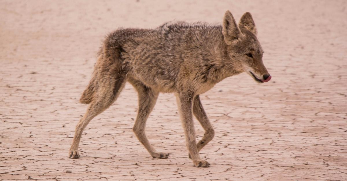 Coyote walking by himself in the desert. 