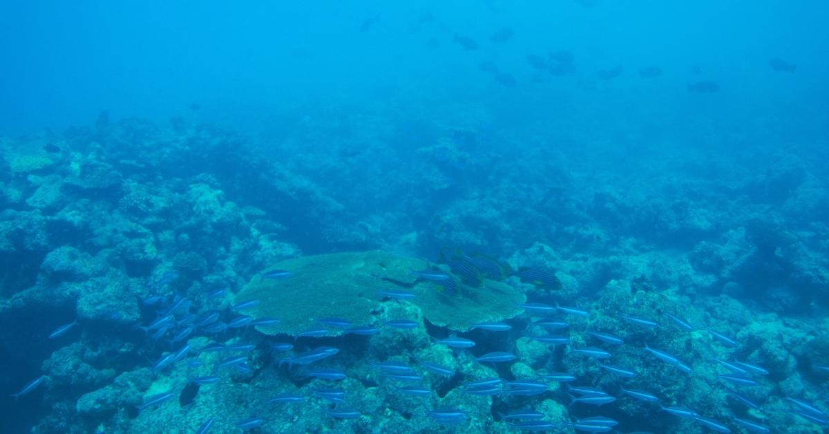 A coral reef beneath the ocean.