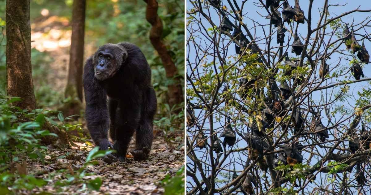 (L) Chimpanzee wandering in Uganda's Budongo Forest, (R) Bats nesting on a tree (Representative Cover Image Source: Getty Images | (L) Robert Harding, (R) David Talukdar)