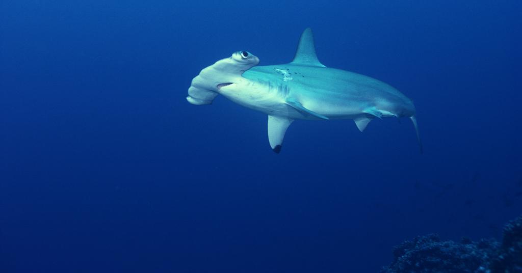 The Migration of Hammerhead Sharks Could Endanger the Species
