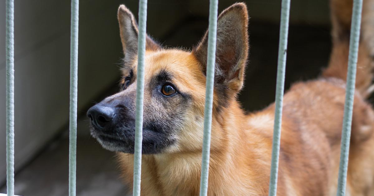 South Korea to Shut Down Gupo Dog Meat Market's 19 Vendors