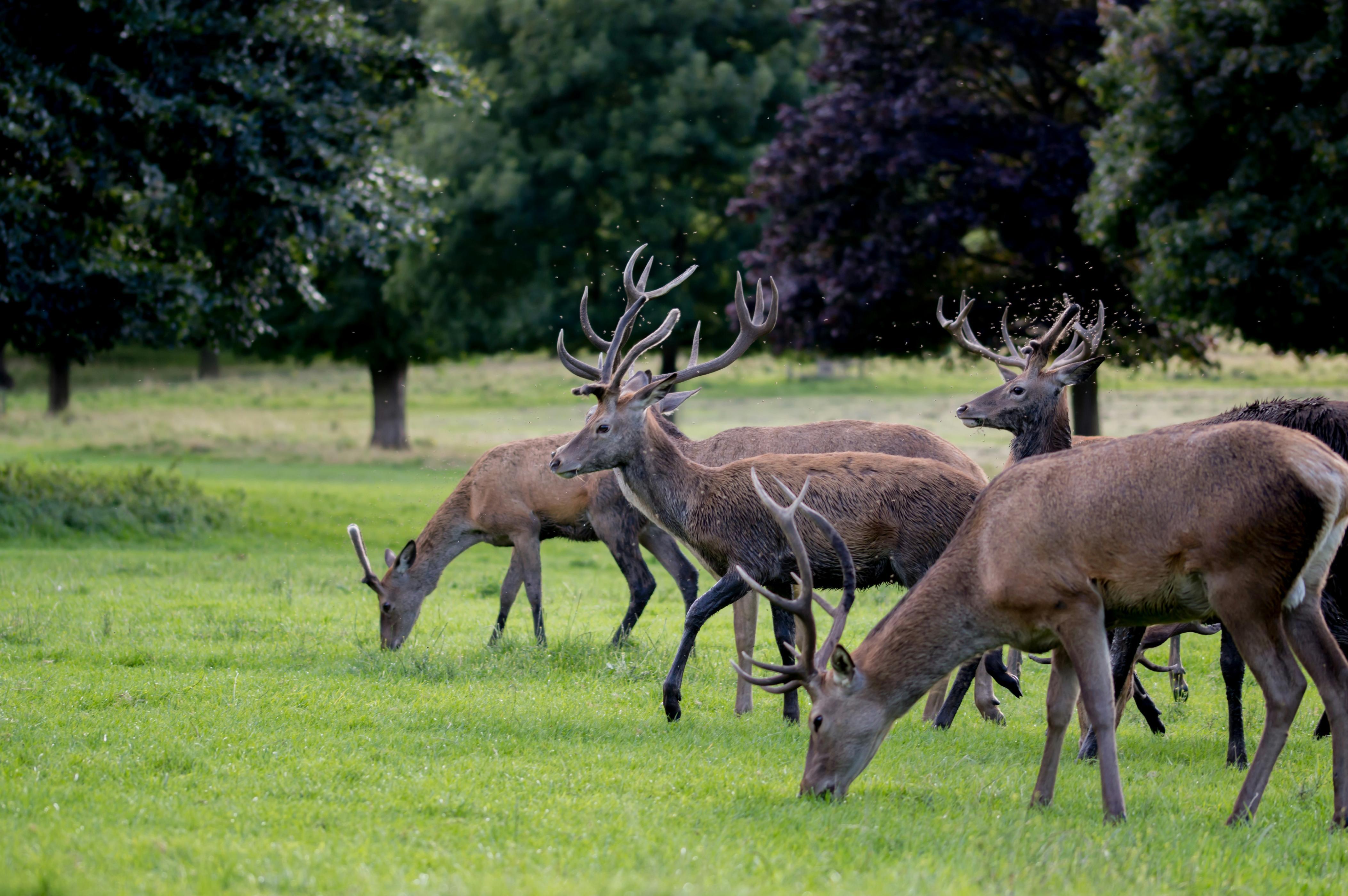 A group of deer with antlers stops to eat in a grassy field.