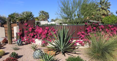 Gardening Without Water