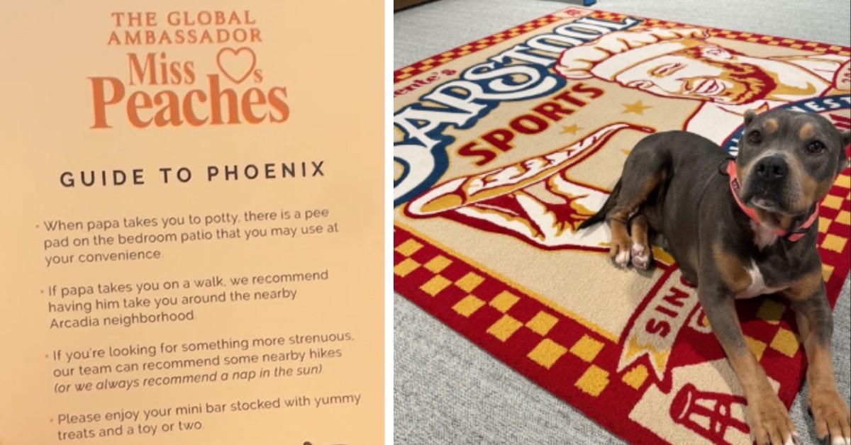 Miss Peaches guide to Phoenix flyer; Miss Peaches lays on a Barstool Sports rug