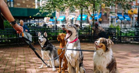 four dogs on leashes at a park