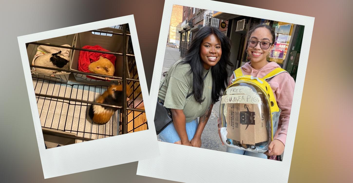 guinea pigs in cage and with new owners