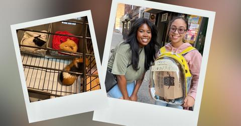 guinea pigs in cage and with new owners