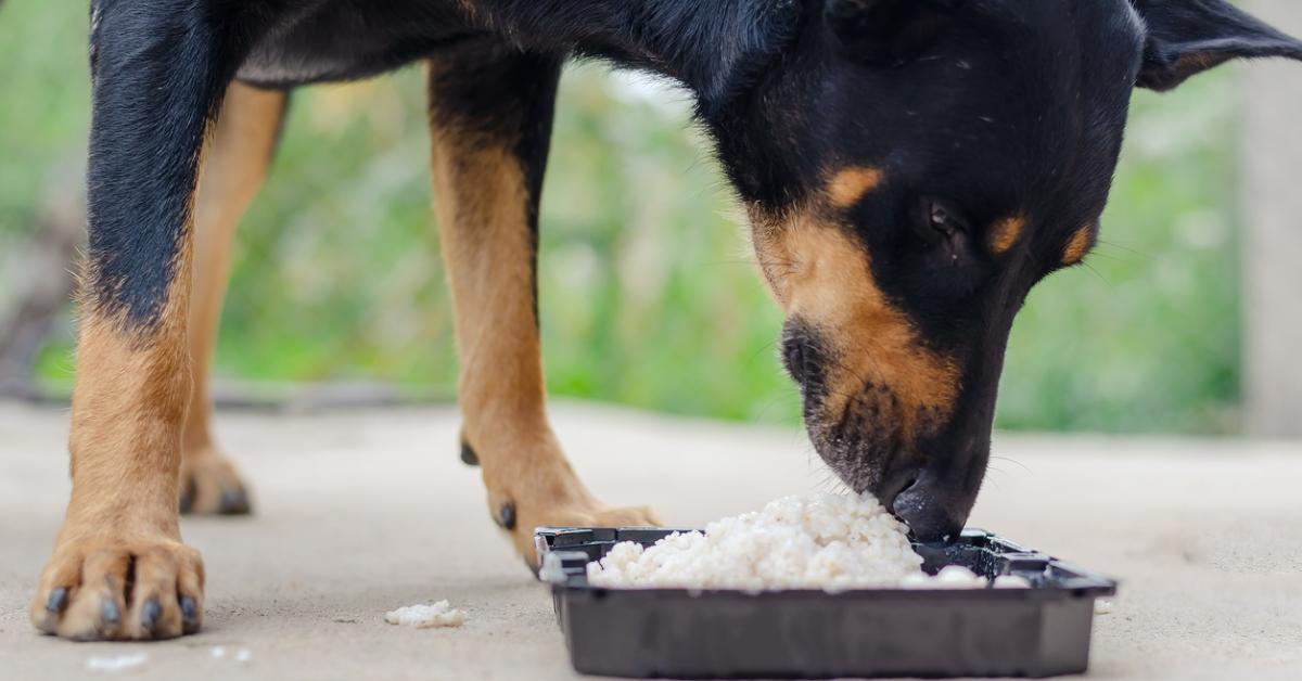 A doberman eating a bowl of white rice. 