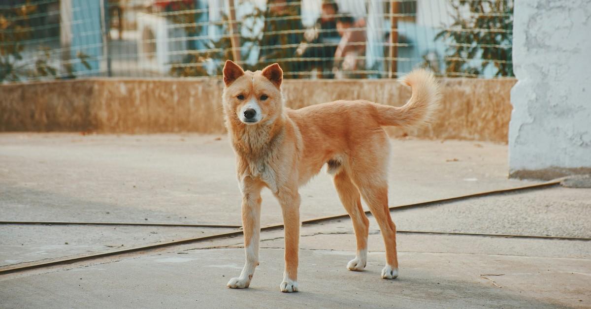 A white and orange dogs stands on the concrete with his tail slightly curved