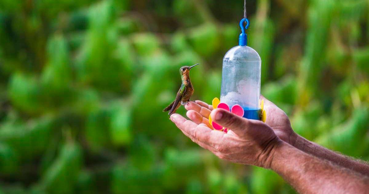 Sword-billed hummingbird is sitting on a man's hand to sip the nectar from the feeder. (Representative Cover Image Source: Getty Images | Rodrigo Kristensen)