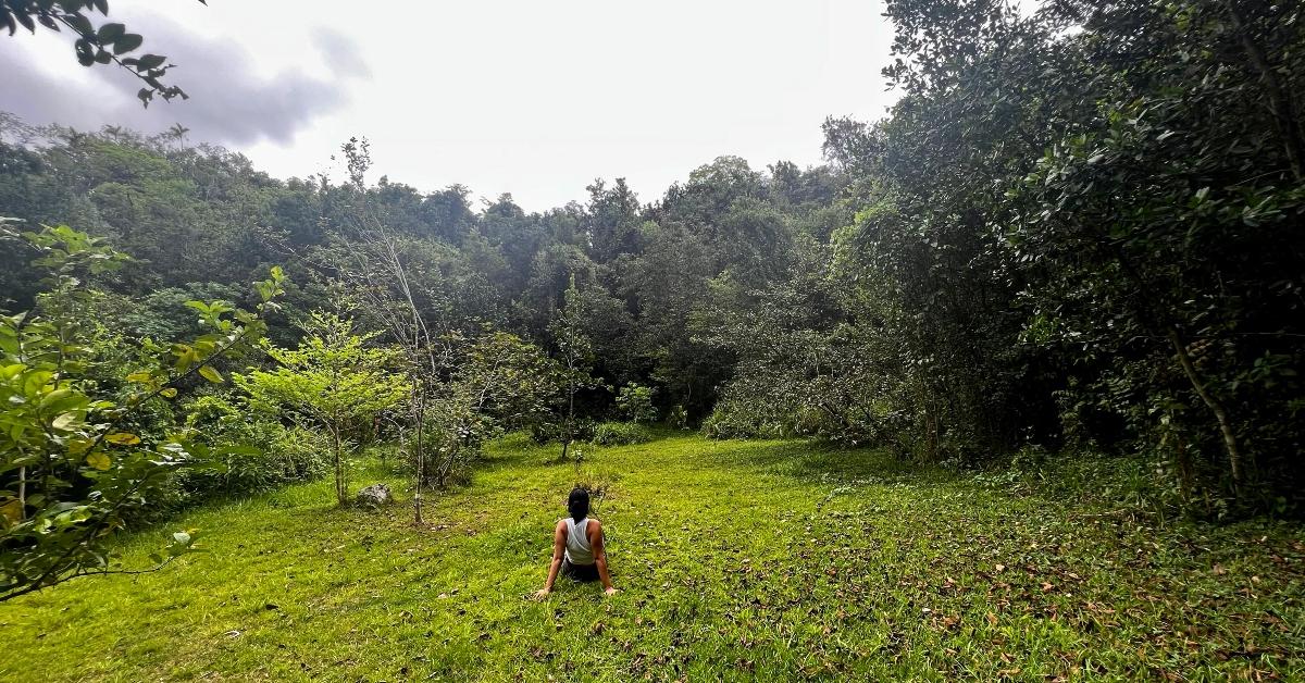 With Puerto Rico suffering from massive deforestation, Finca Gaia is working to educate people with forest walks.