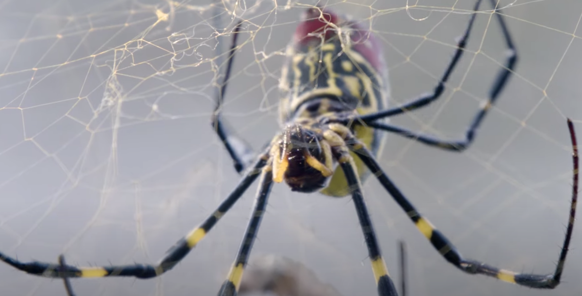 Joro spiders are invading the U.S. at an alarming rate •