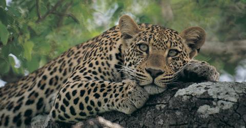 what is the difference between an endangered species and a threatened species