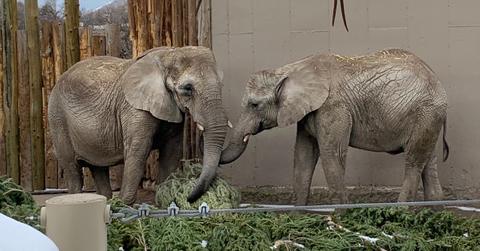 Two elephants touch trunks in an enclosure.