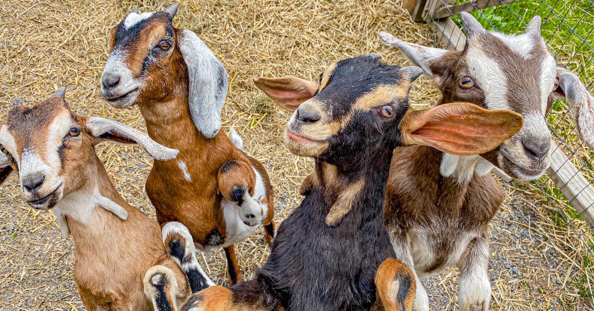 Catskill Animal Sanctuary goats