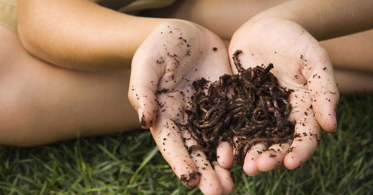 How To Get Rid Of Earthworms In Your Home - How To Get Rid Of Earthworms In Your Bathroom