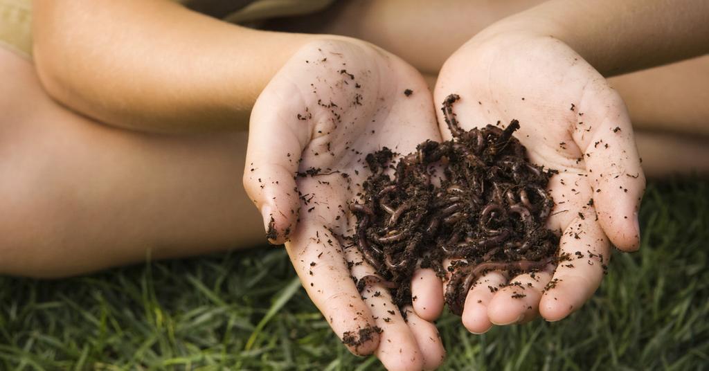 How to Get Rid of Earthworms in Your Home