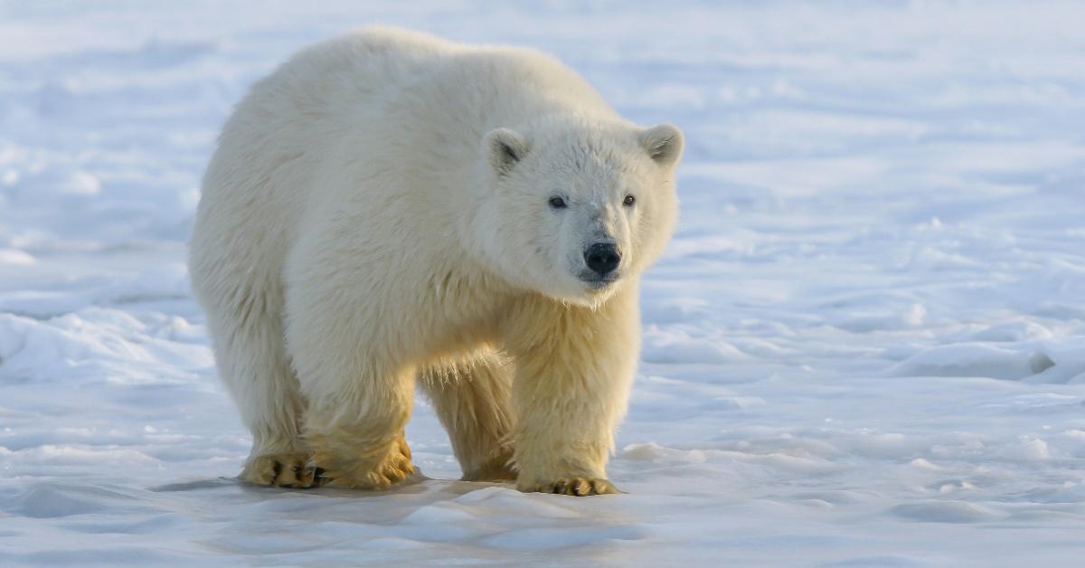 Polar bear standing on an ice flow