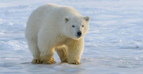 Polar bear standing on an ice flow