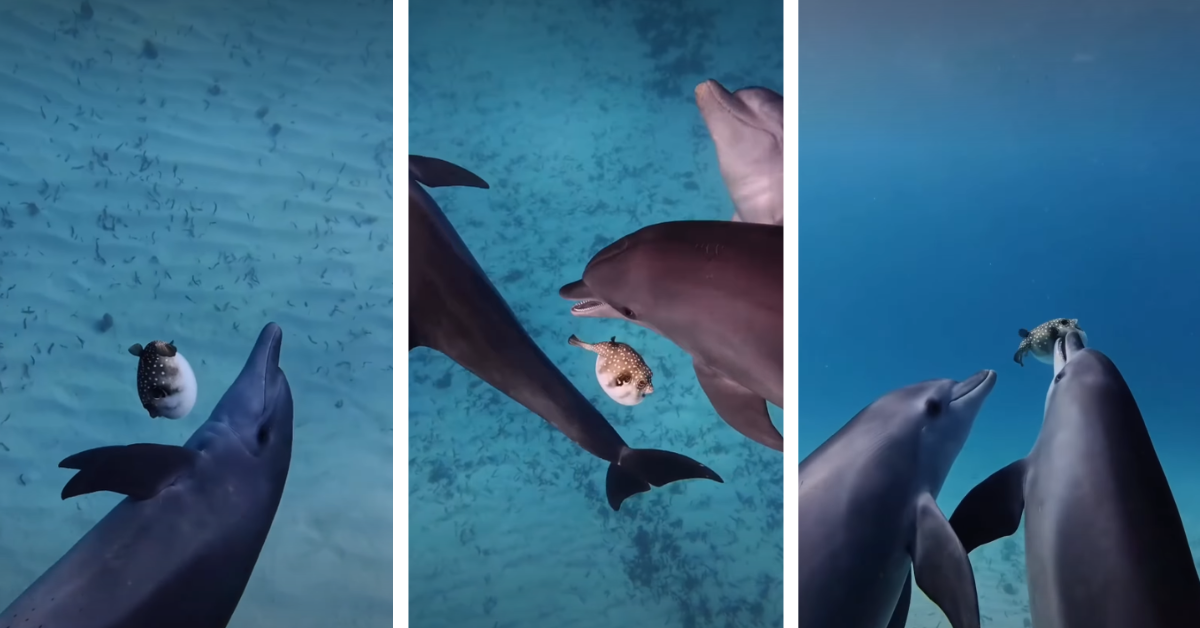 Dolphins appear to pass a pufferfish around underwater 