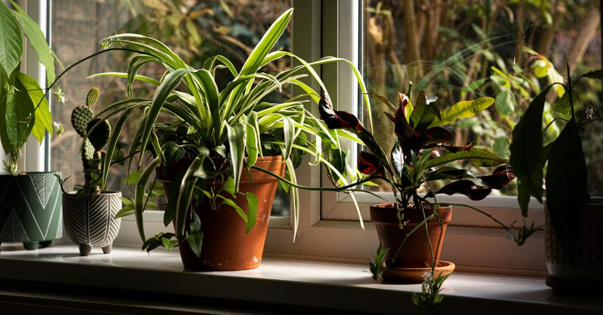 A row of potted plants sits on a window ledge