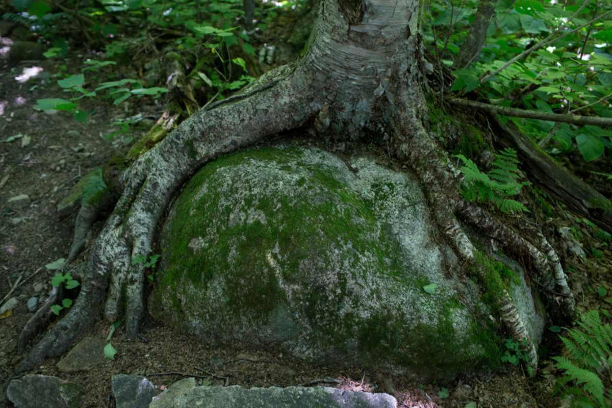 pn/e ad ba bf ceebec