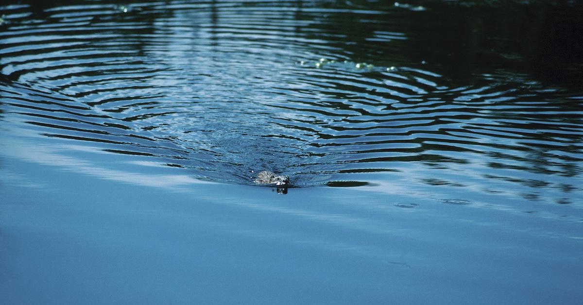 Beavers Relocating