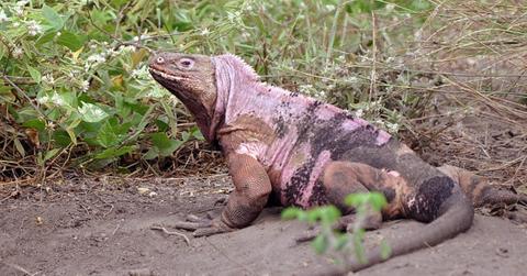 Pink Iguana