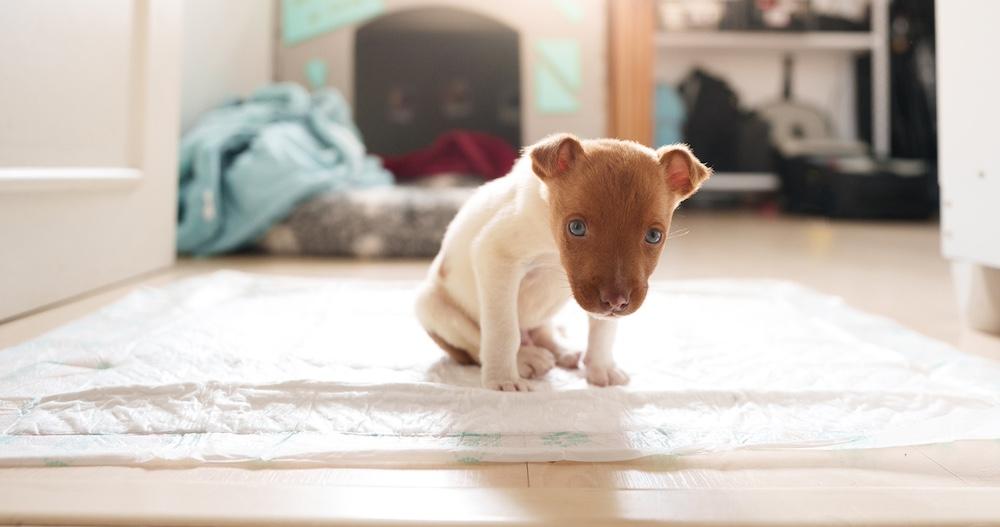 A puppy sitting on a wee wee pad. 